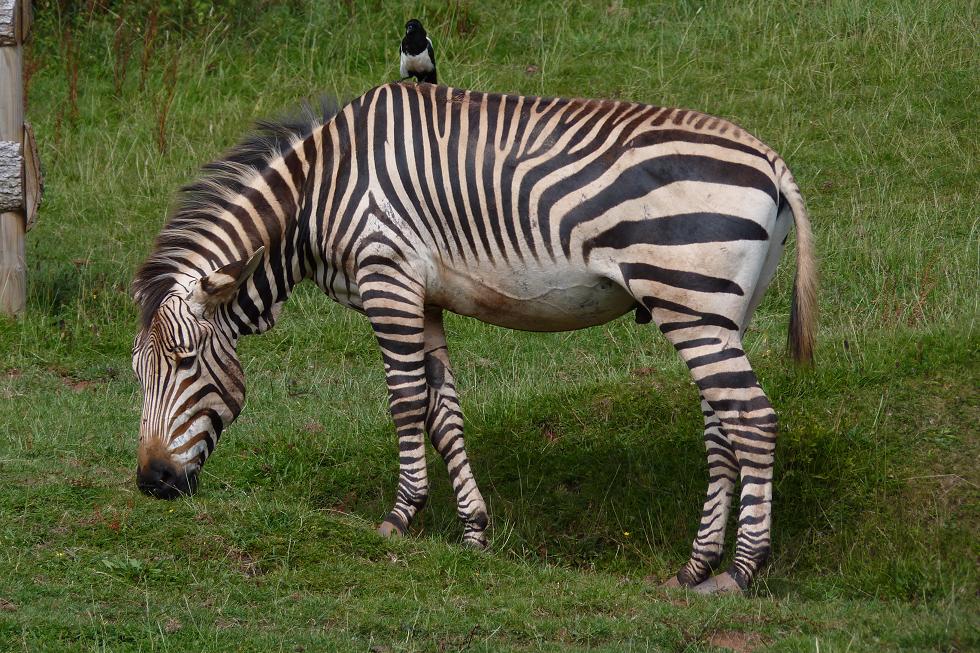 Hartmann's Mountain Zebra, August 2014