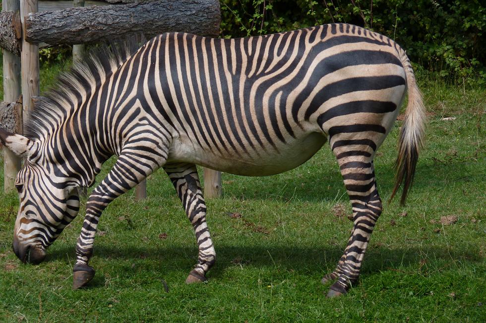 Hartmann's Mountain Zebra, August 2014