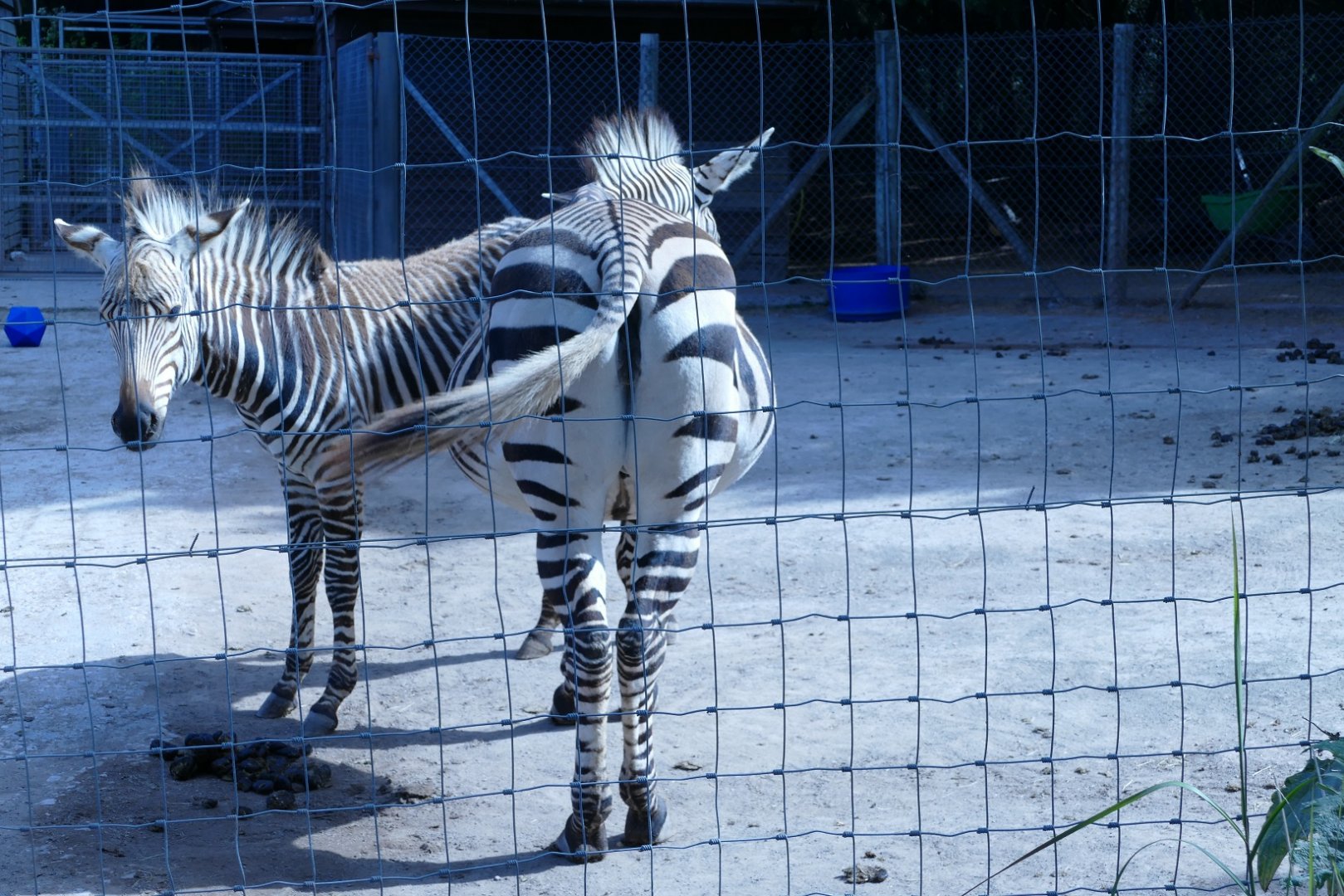 Hartmann's Mountain Zebra, August 2022