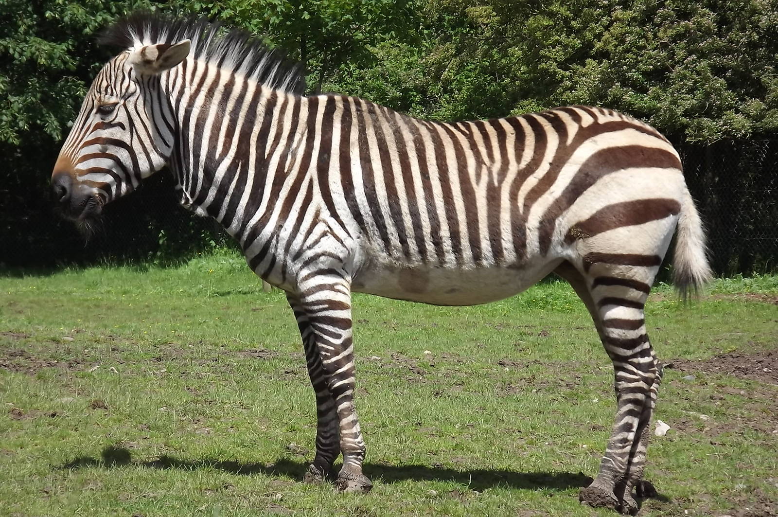 Hartmann's Mountain Zebra 'Bette' at Blackpool Zoo 17/06/12