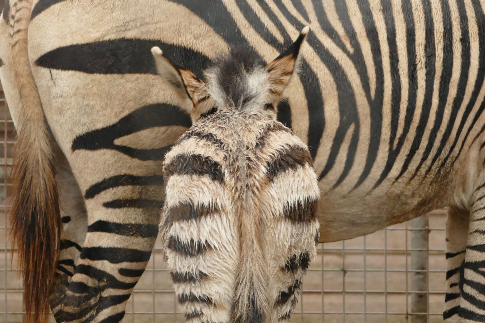 Hartmann's Mountain Zebra, December 2021