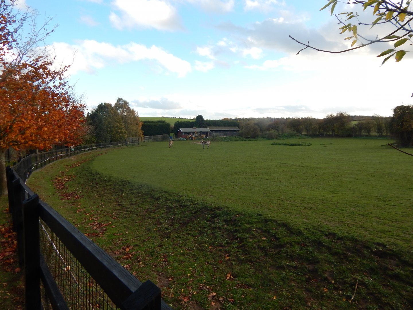 Hartmann's mountain zebra enclosure 011125