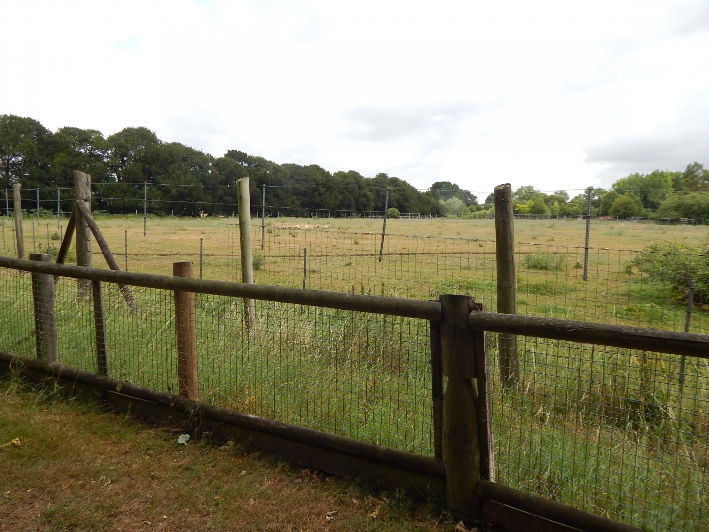Hartmann's mountain zebra enclosure 150725