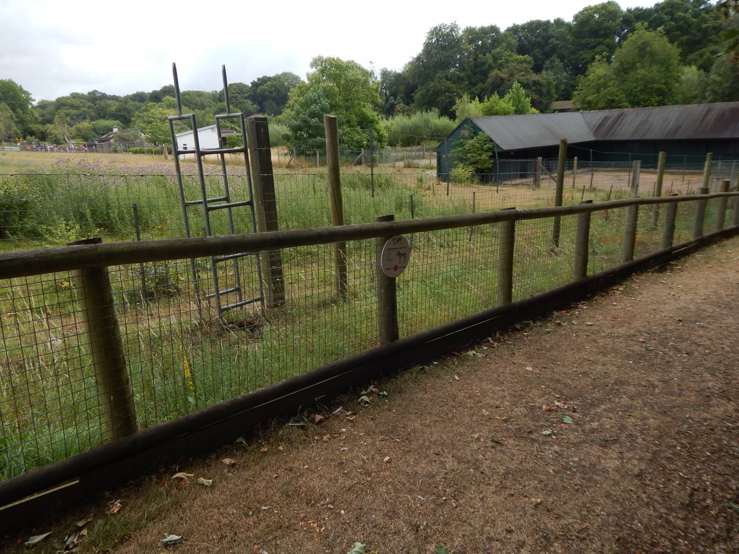 Hartmann's mountain zebra enclosure 150725