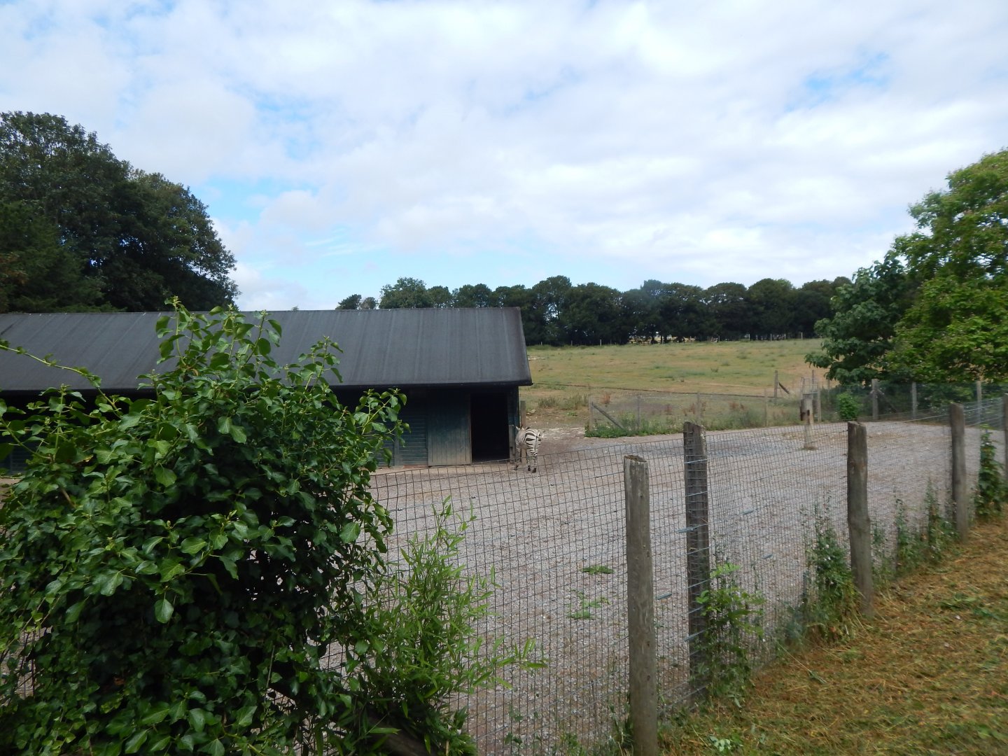 Hartmann's mountain zebra enclosure 150725