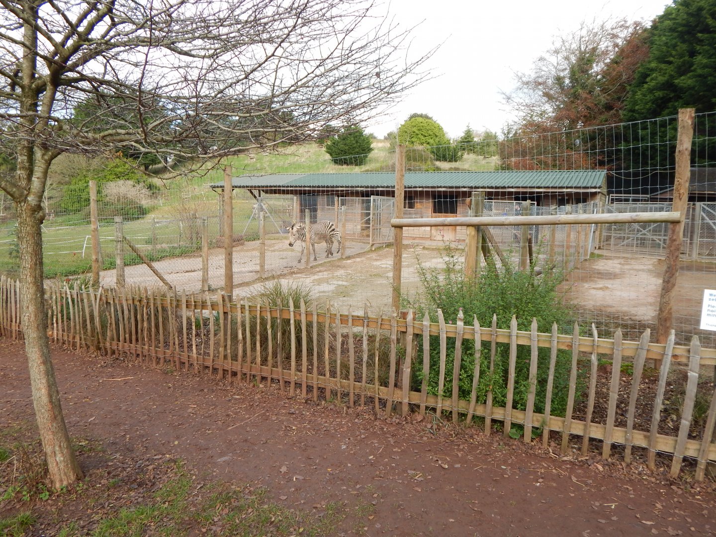 Hartmann's mountain zebra enclosure 201121