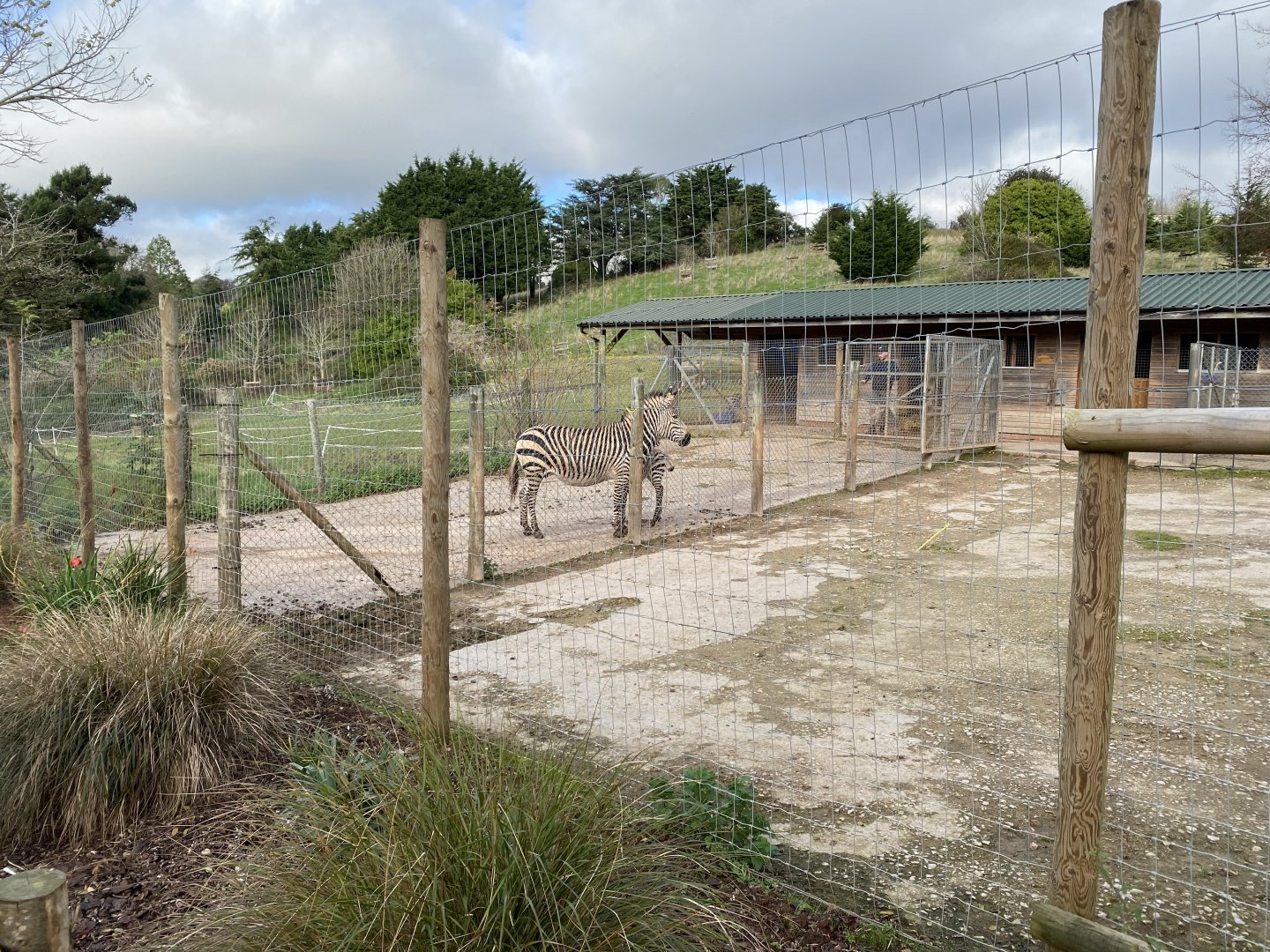 Hartmann's mountain zebra enclosure 201121