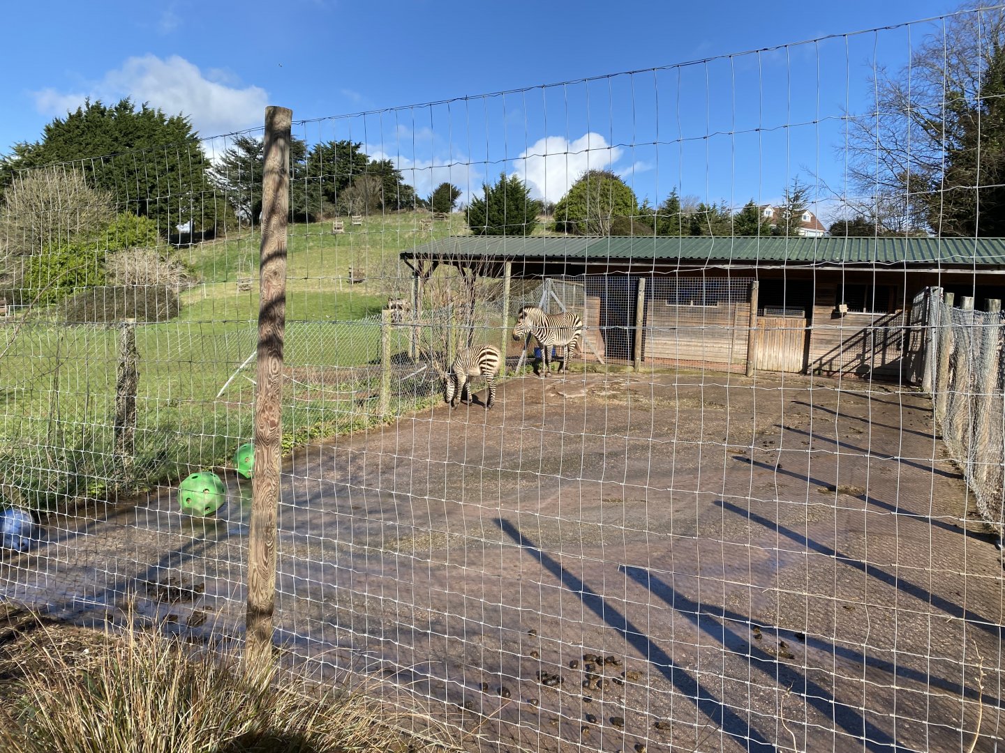 Hartmann's mountain zebra enclosure 240222