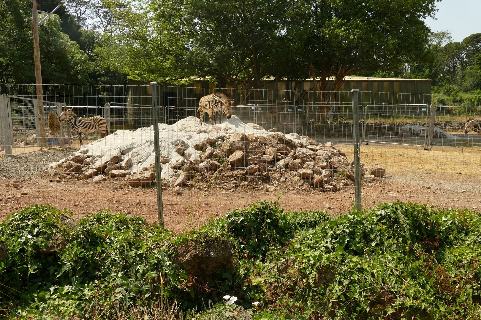 Hartmann's mountain zebra enclosure. June 2023