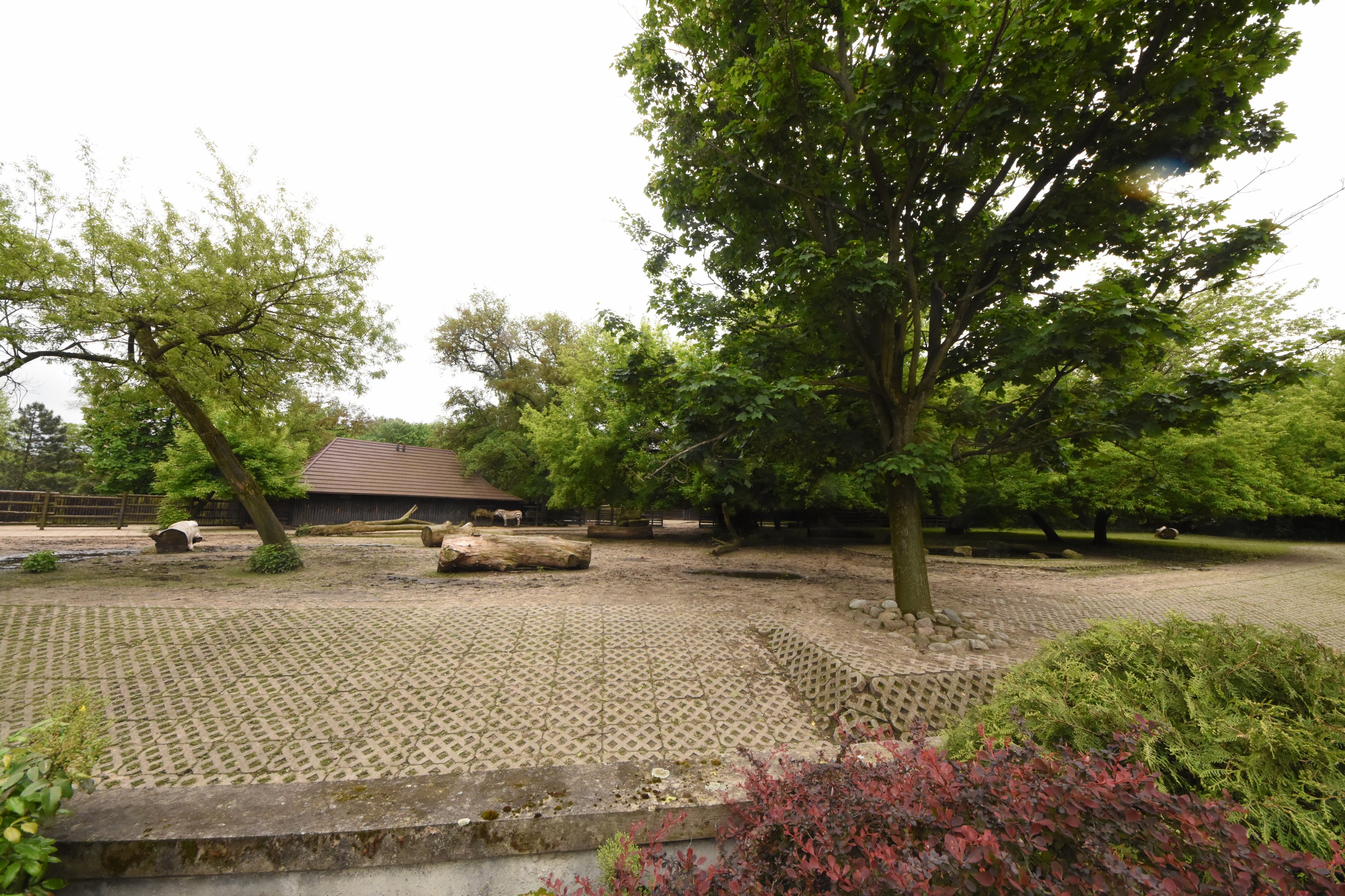 Hartmann's mountain zebra enclosure