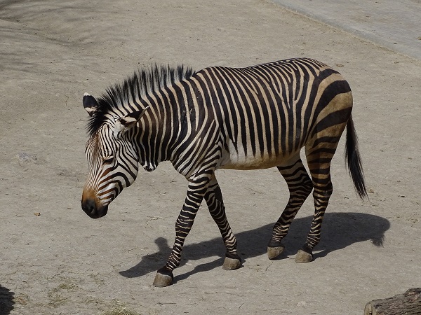 Hartmann's mountain zebra (Equus zebra hartmannae) (04/22)