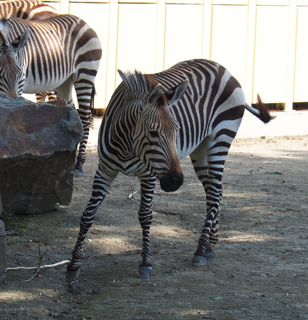Hartmann's mountain zebra (Equus zebra hartmannae), 2021-07-17