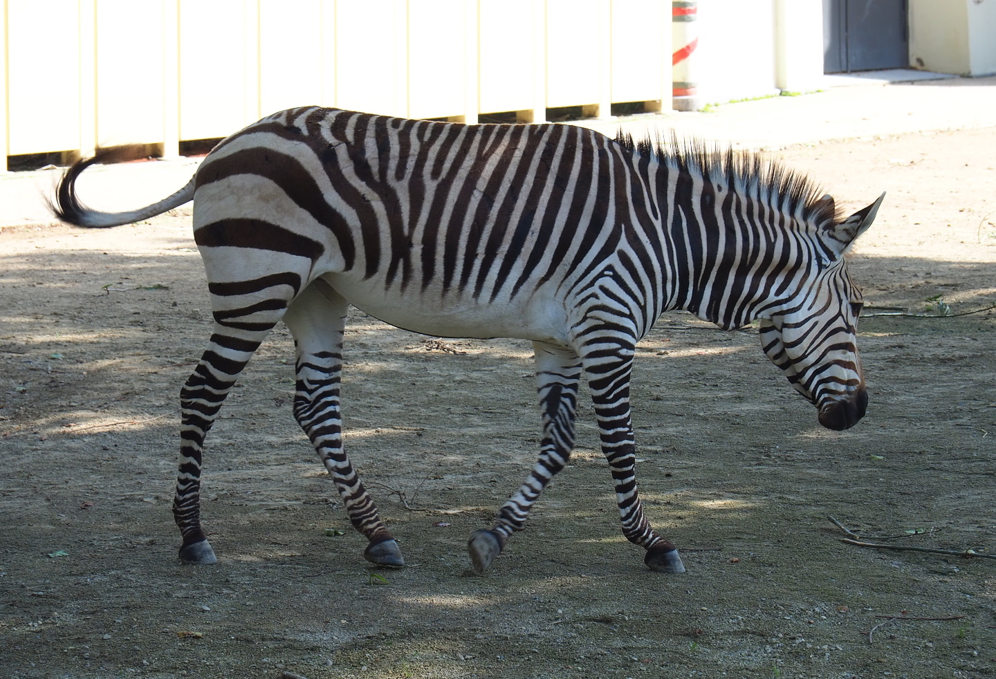 Hartmann's mountain zebra (Equus zebra hartmannae), 2021-07-17
