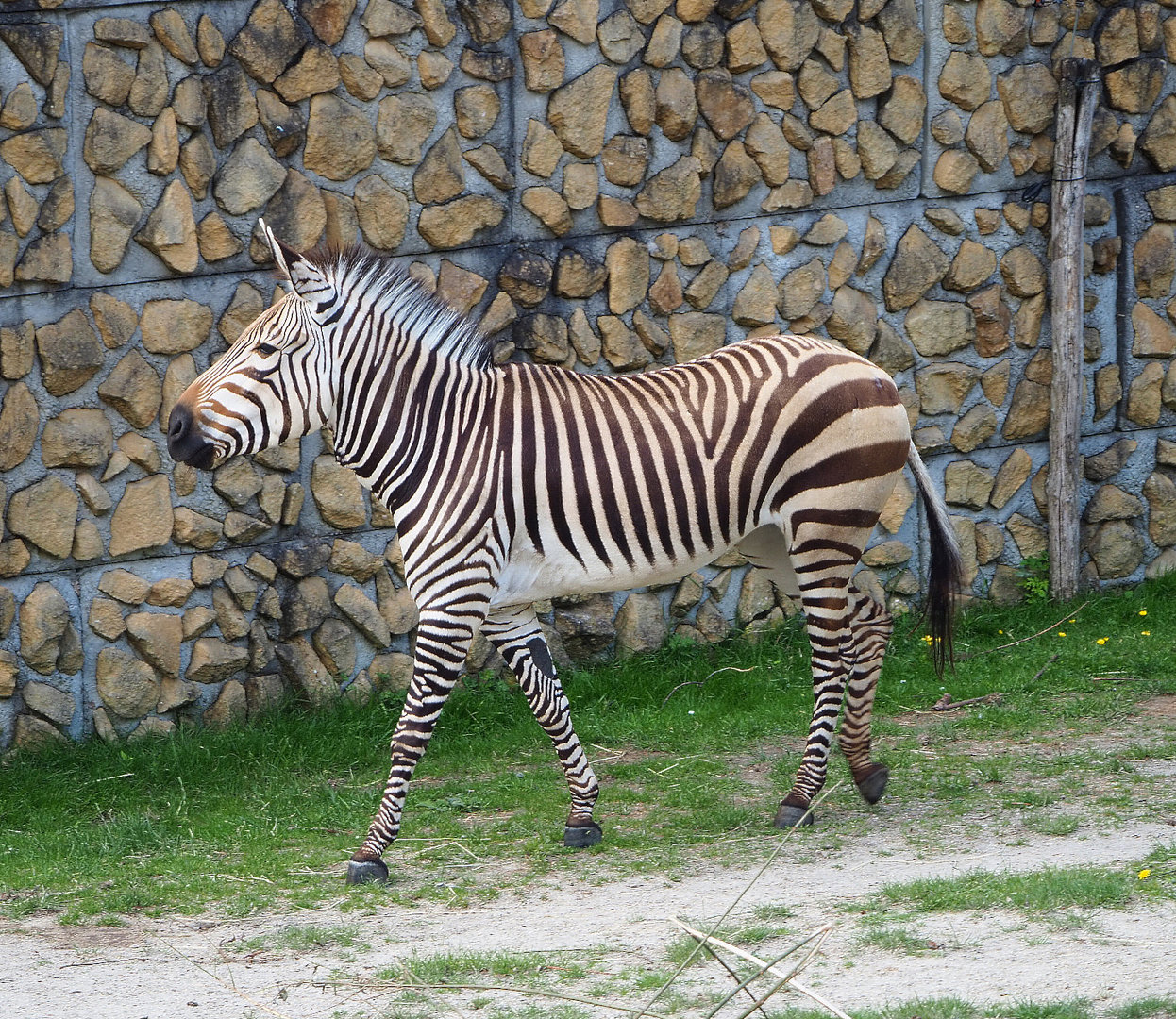 Hartmann's mountain zebra (Equus zebra hartmannae), 2022-05-28