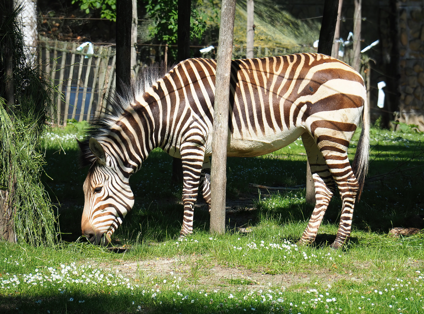 Hartmann's mountain zebra (Equus zebra hartmannae), 2022-06-15