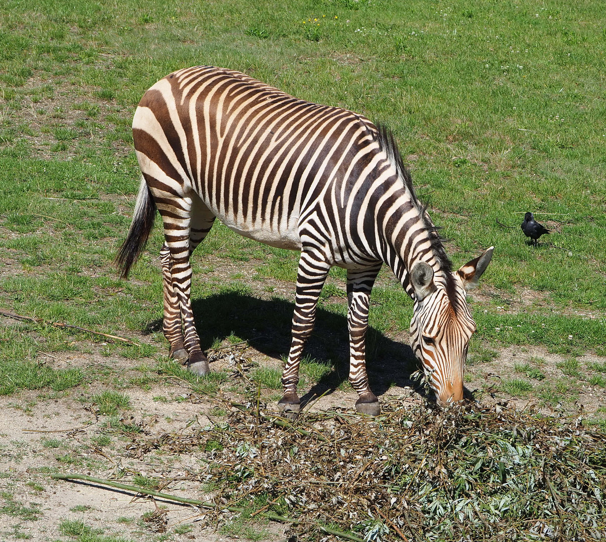 Hartmann's mountain zebra (Equus zebra hartmannae), 2022-07-03