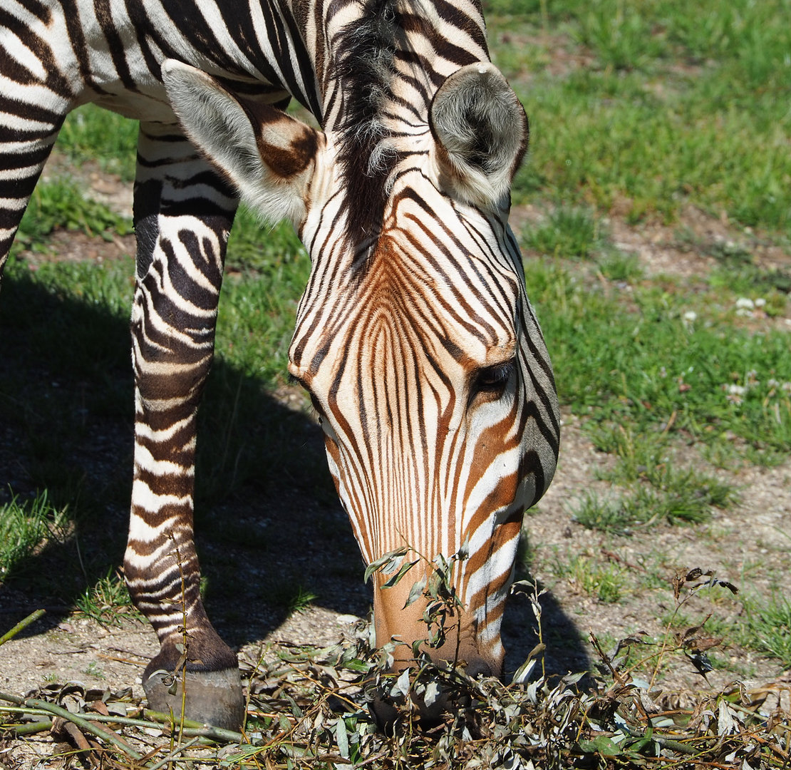 Hartmann's mountain zebra (Equus zebra hartmannae), 2022-07-03