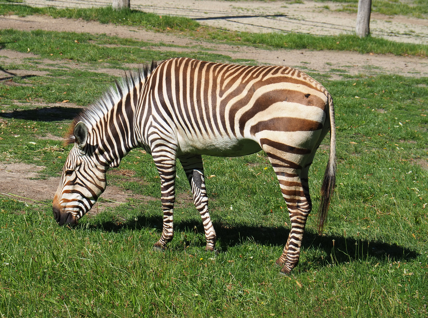 Hartmann's mountain zebra (Equus zebra hartmannae), 2022-07-03