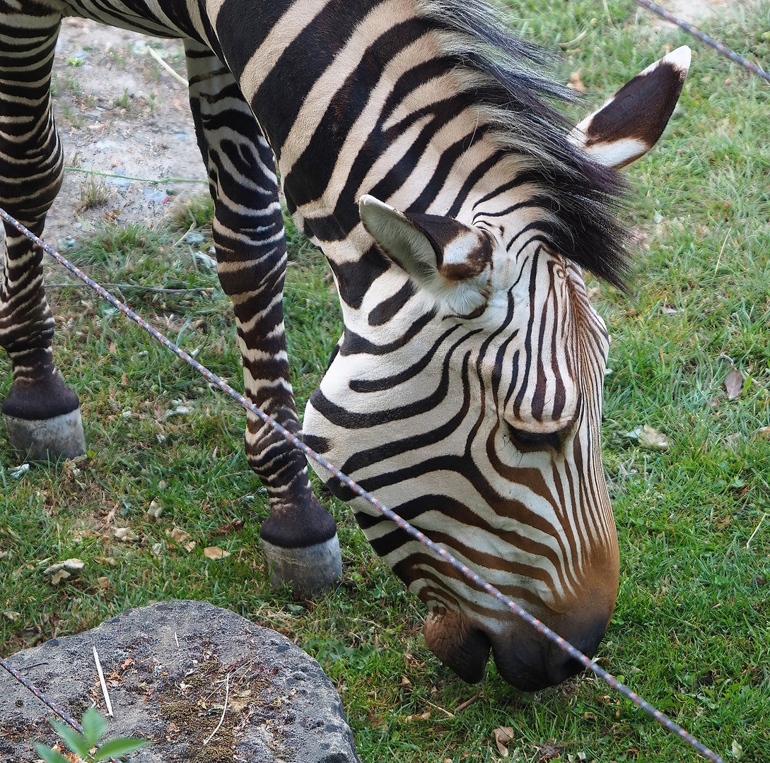Hartmann's mountain zebra (Equus zebra hartmannae), 2022-07-16