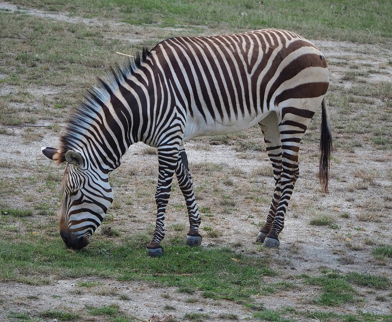 Hartmann's mountain zebra (Equus zebra hartmannae), 2022-07-16