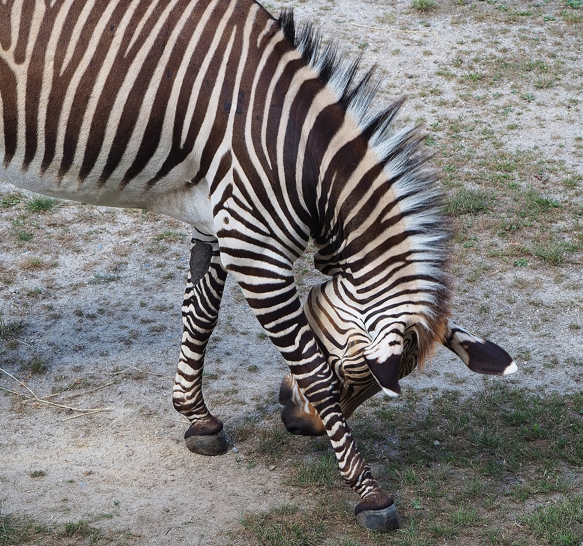 Hartmann's mountain zebra (Equus zebra hartmannae), 2022-07-16