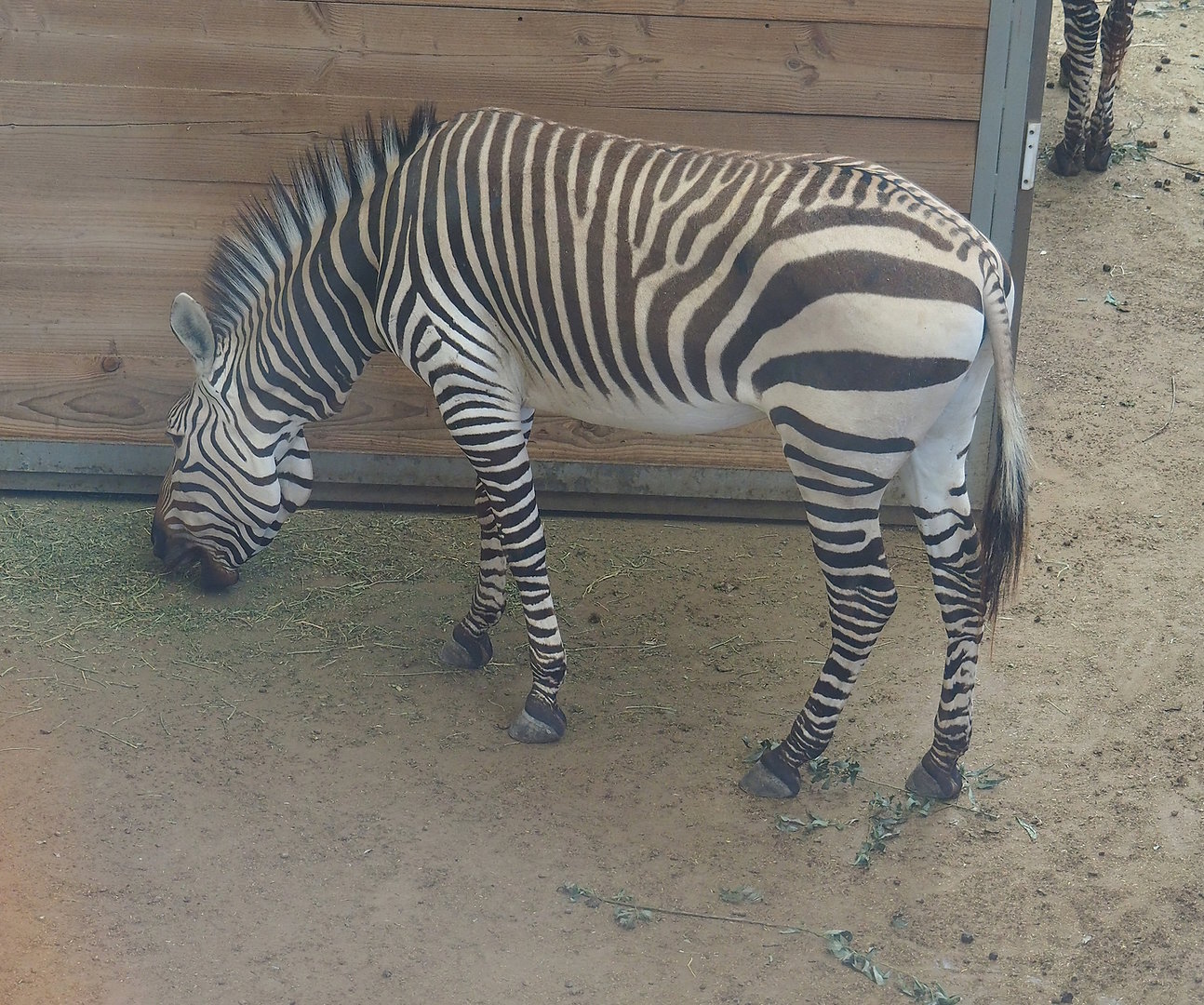 Hartmann's mountain zebra (Equus zebra hartmannae), 2022-08-07