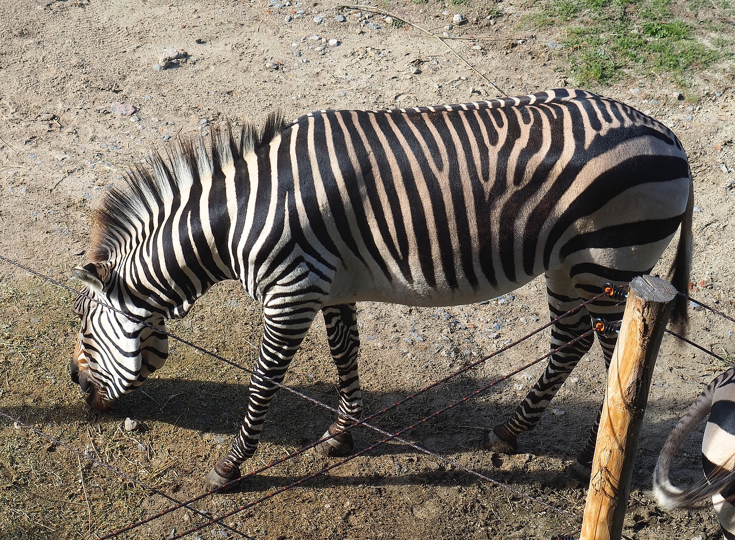 Hartmann's mountain zebra (Equus zebra hartmannae), 2022-09-12