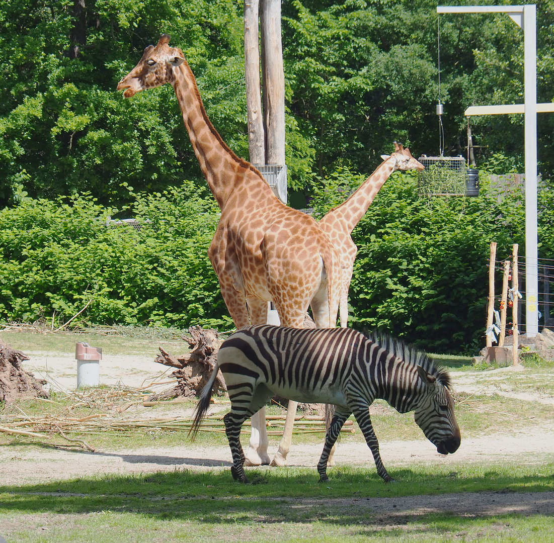 Hartmann's mountain zebra (Equus zebra hartmannae) and Kordofan giraffe (Giraffa camelopardalis antiquorum), 2022-05-28