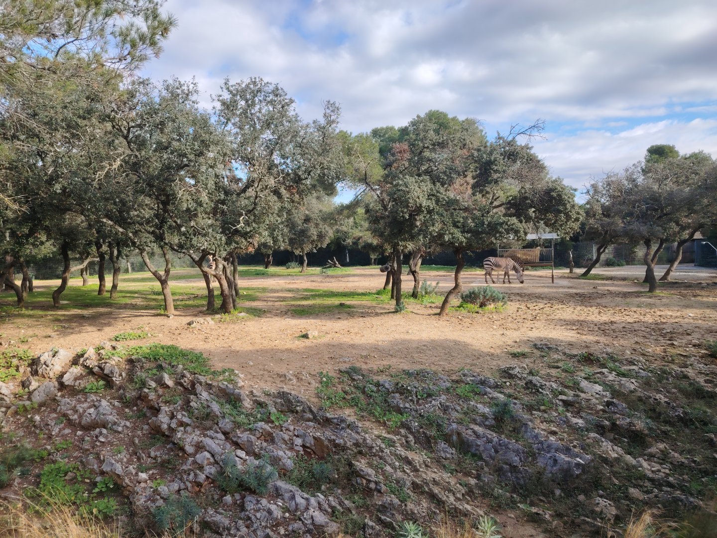 Hartmann's mountain zebra (Equus zebra hartmannae) Exhibit