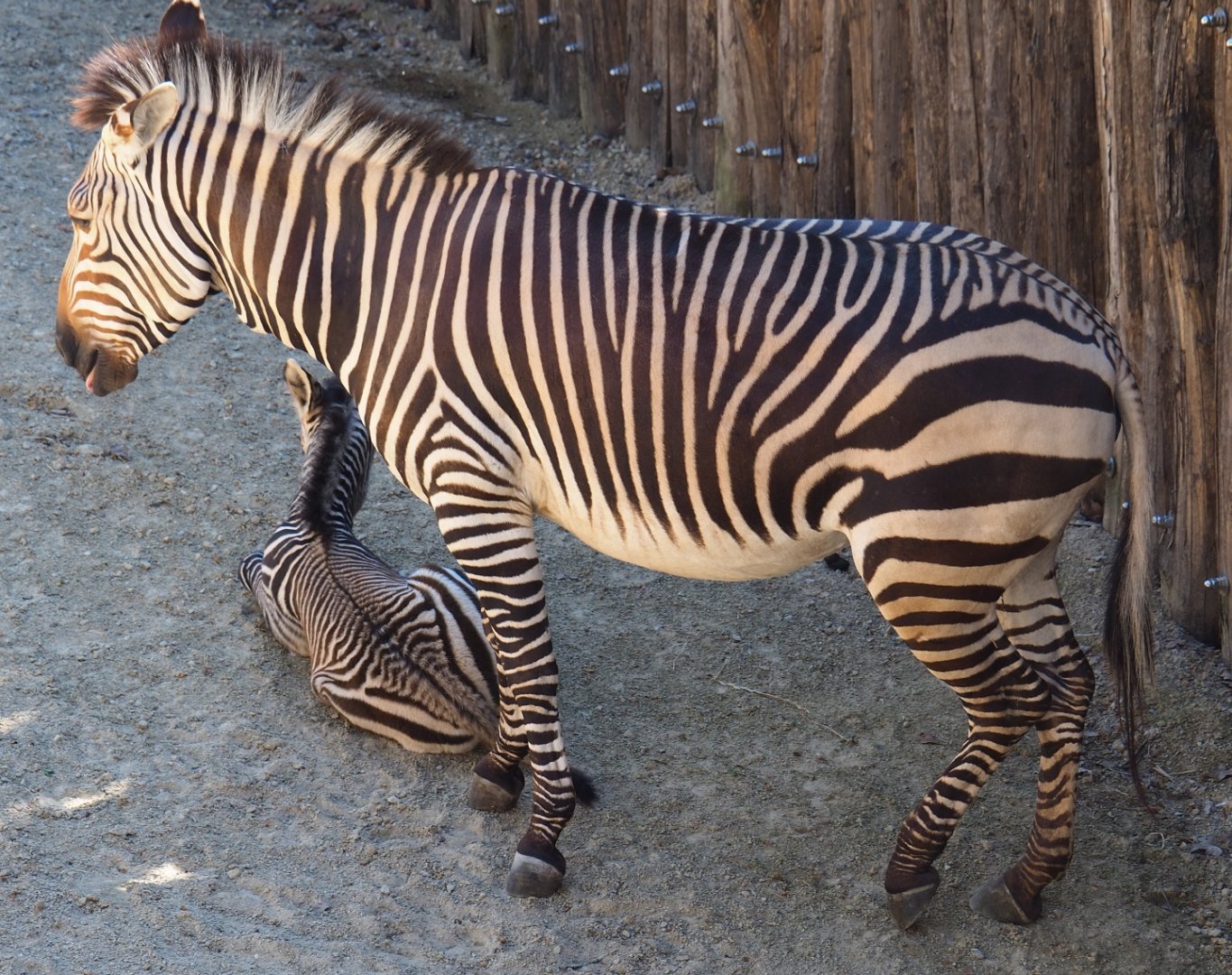 Hartmann's mountain zebra (Equus zebra hartmannae) with foal, 2019-04-20