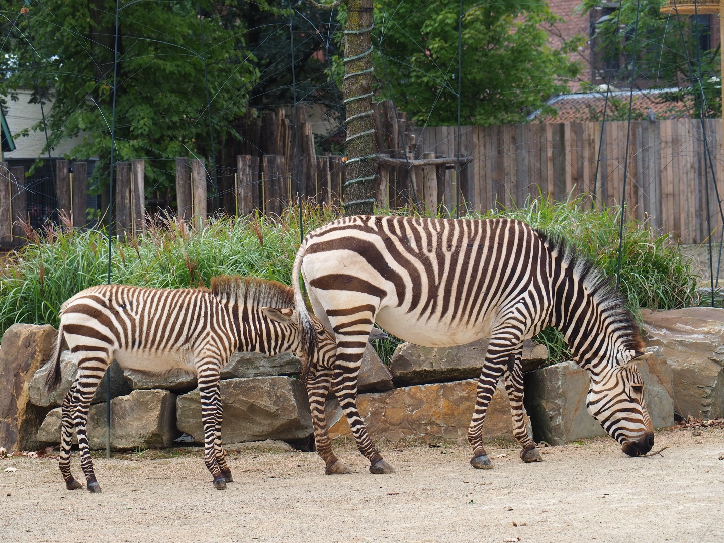 Hartmann's mountain zebra (Equus zebra hartmannae with foal
