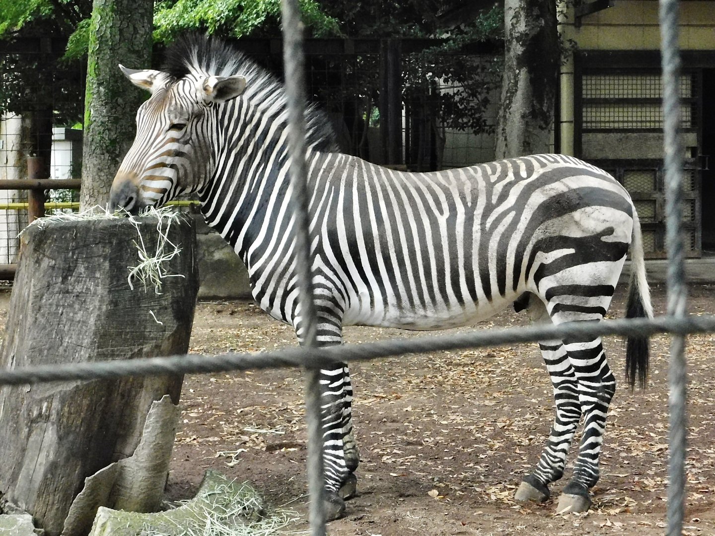 Hartmann's Mountain Zebra (Equus zebra hartmannae) - Yumemigasaki Zoological Park October 12, 2025