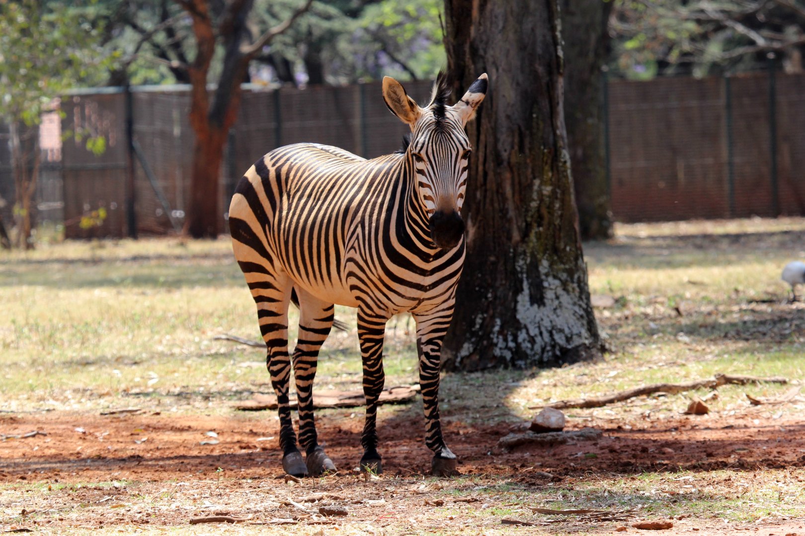 Hartmann's mountain zebra (Equus zebra hartmannae)