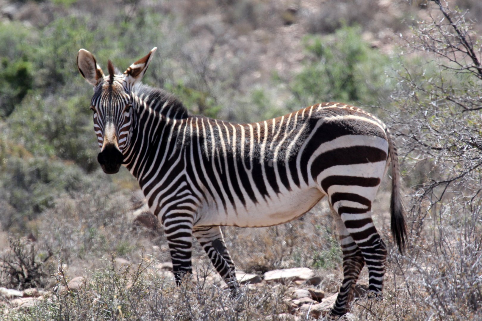 Hartmann's mountain zebra (Equus zebra hartmannae)