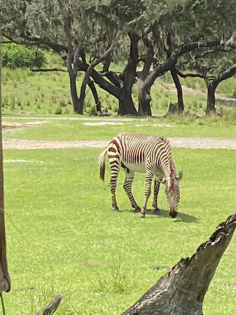 Hartmann’s mountain zebra (Equus zebra hartmannae)