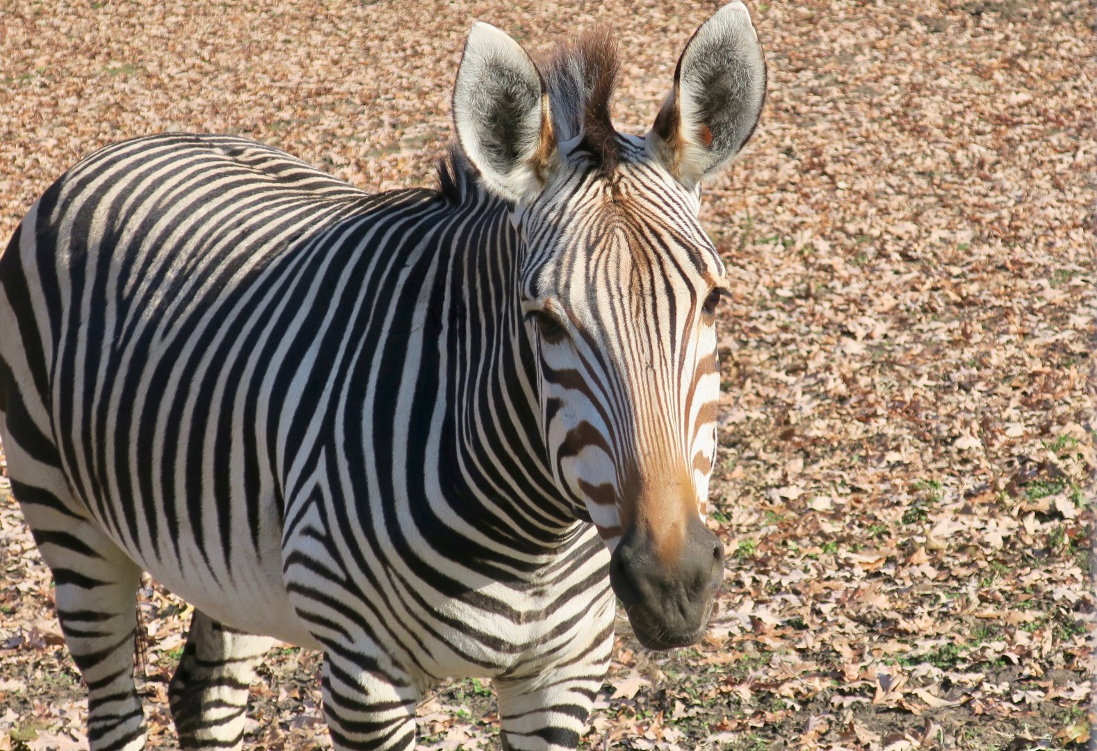 Hartmann's Mountain Zebra (Equus zebra hartmannae)
