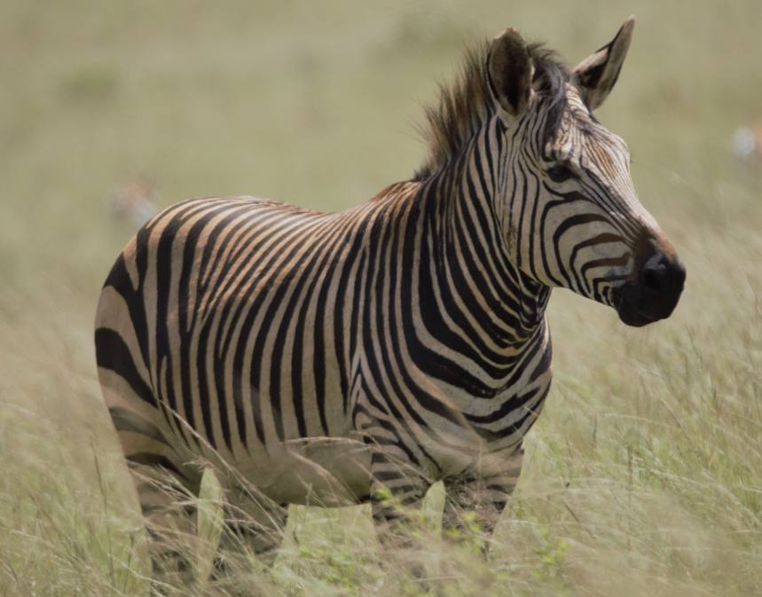 Hartmann’s mountain zebra (Equus zebra hartmannae)