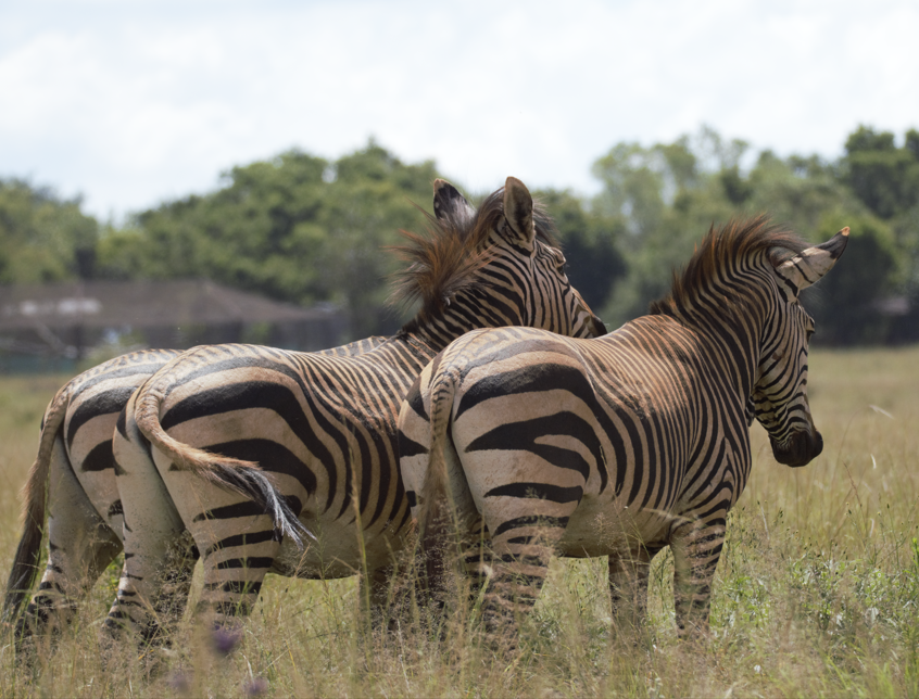Hartmann’s mountain zebra (Equus zebra hartmannae)