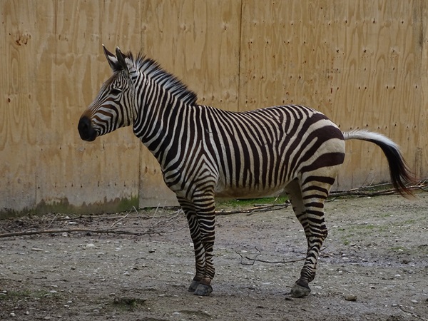 Hartmann's mountain zebra (Equus zebra hartmannae)