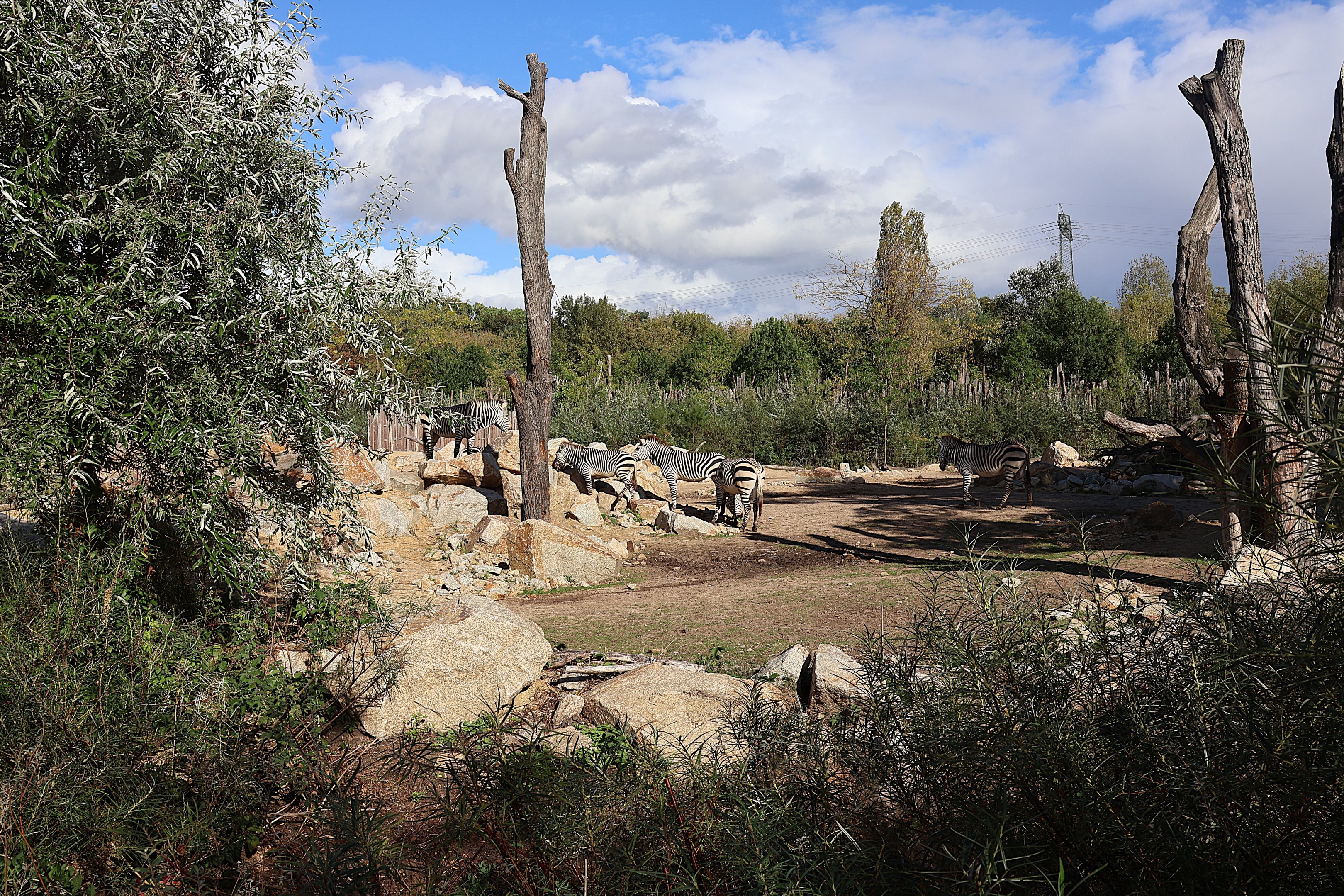Hartmann's Mountain Zebra (Equus zebra hartmannae)