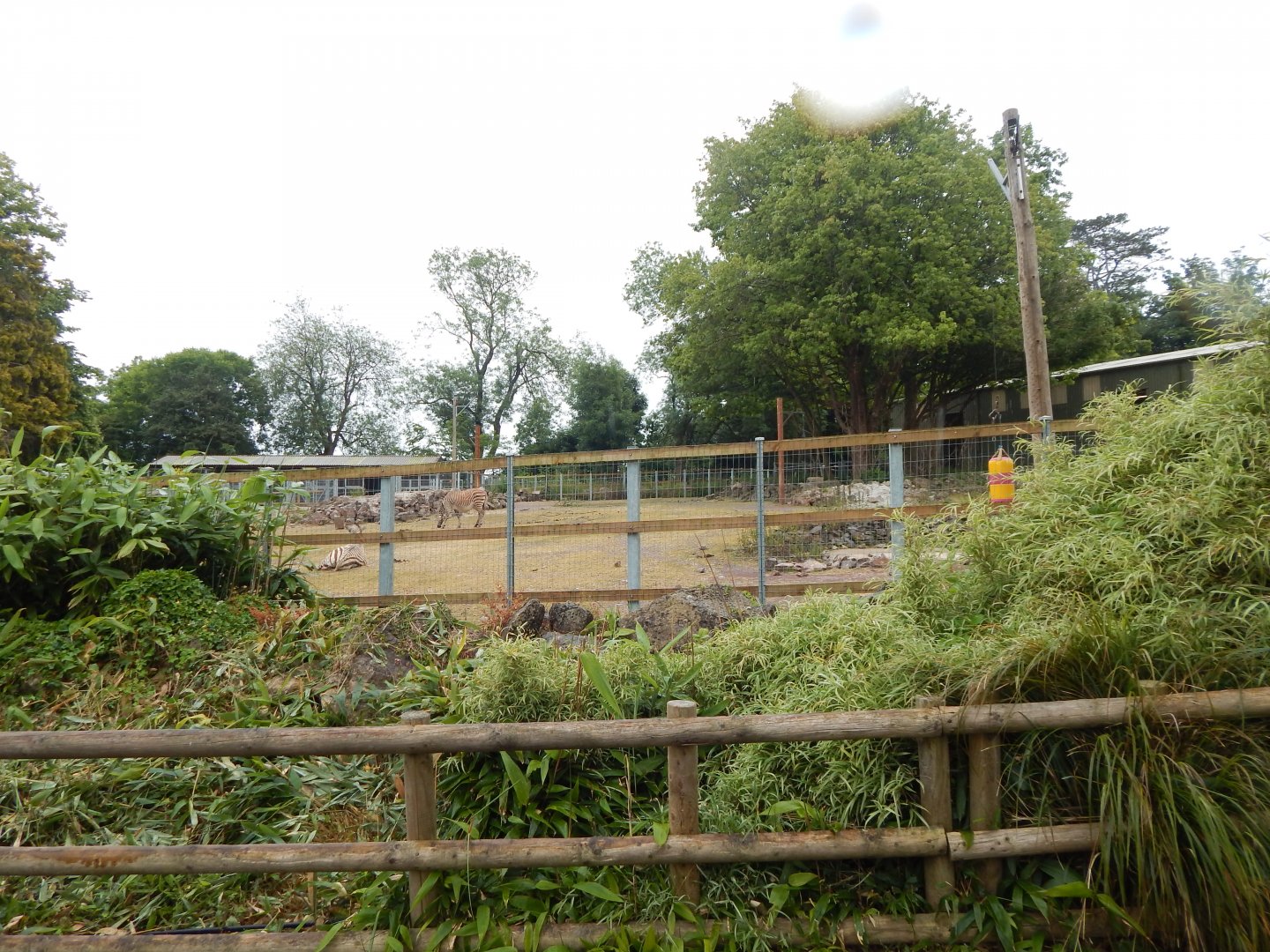 Hartmann's mountain zebra exhibit 130624