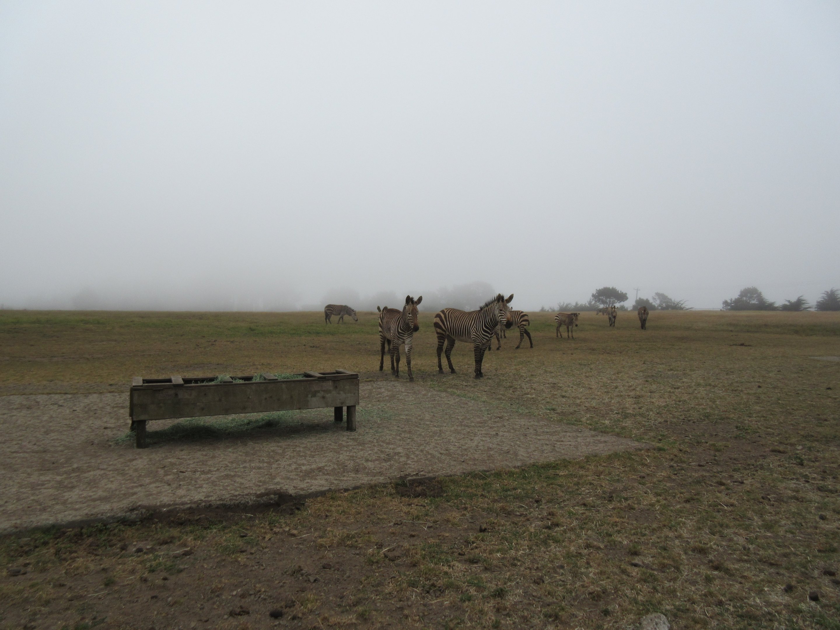 Hartmann's Mountain Zebra Exhibit - on a foggy day