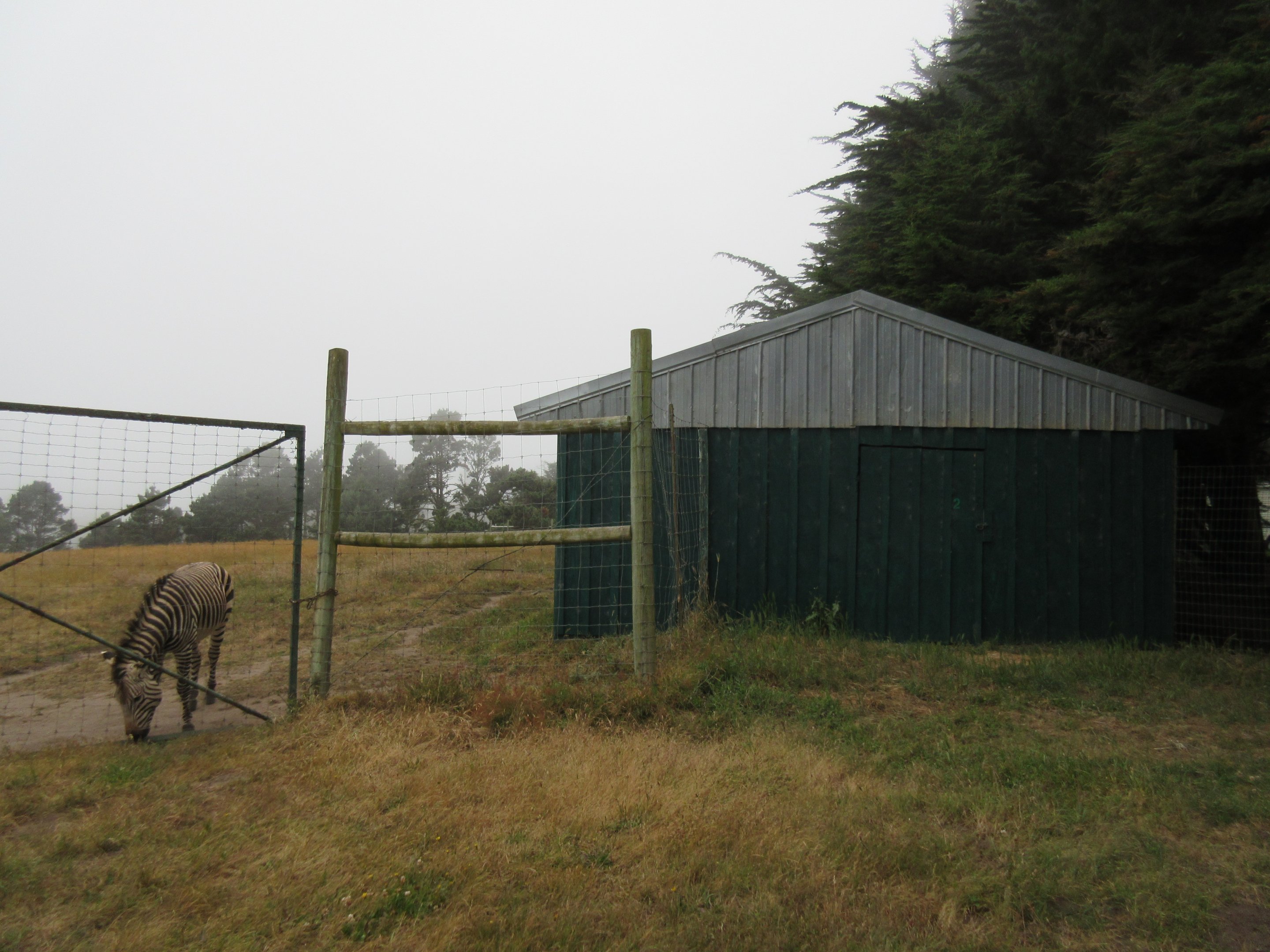 Hartmann's Mountain Zebra Exhibit - shrouded in fog
