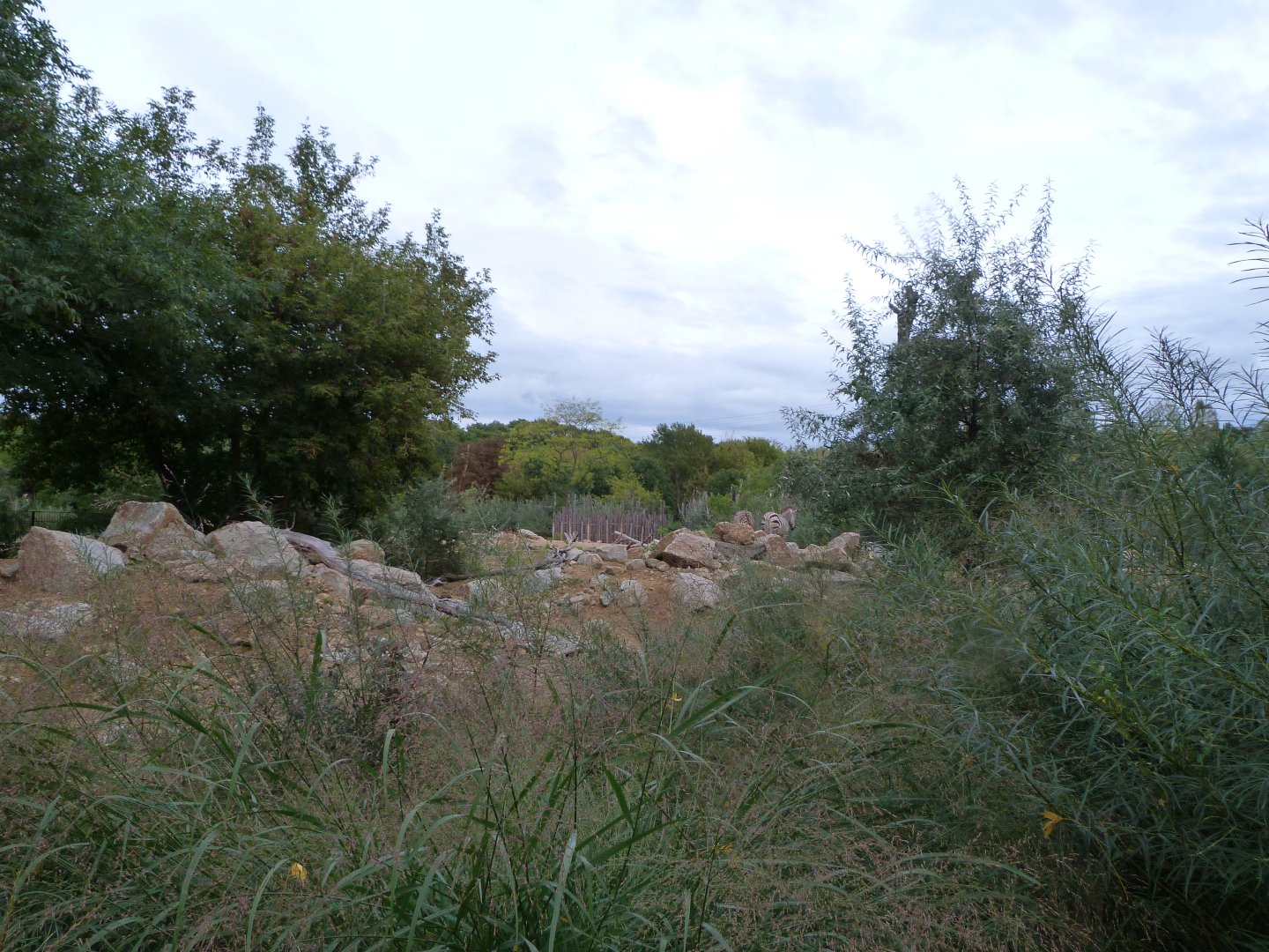 Hartmann's mountain zebra exhibit -Tierpark Berlin (2024)