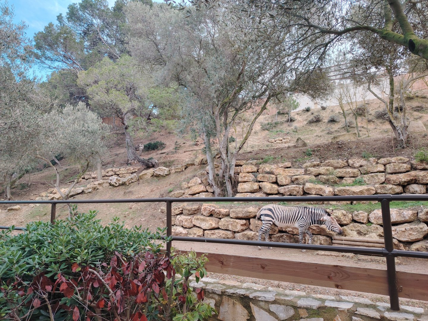 Hartmann's Mountain Zebra Exhibit