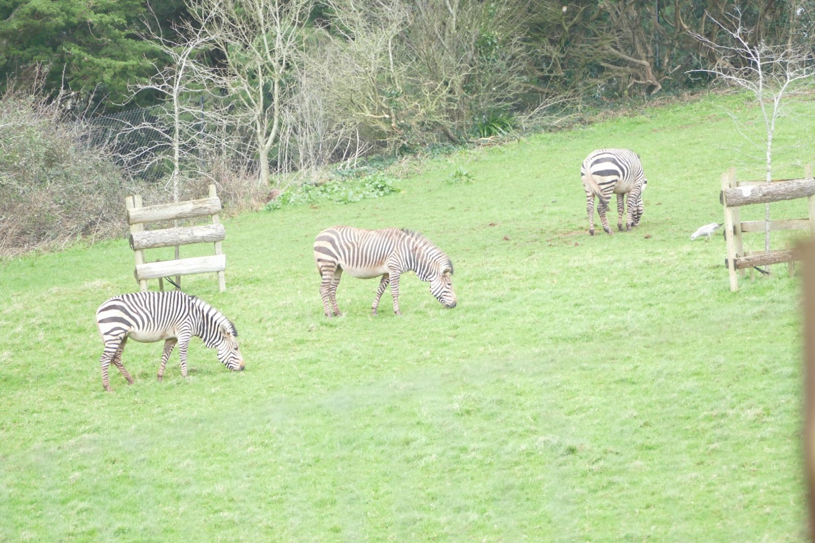 Hartmann's mountain zebra, February 2020