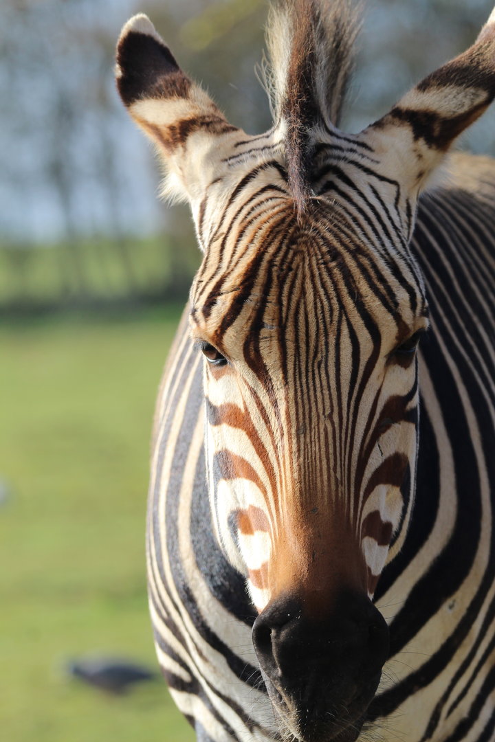 Hartmann's Mountain Zebra- February 2023