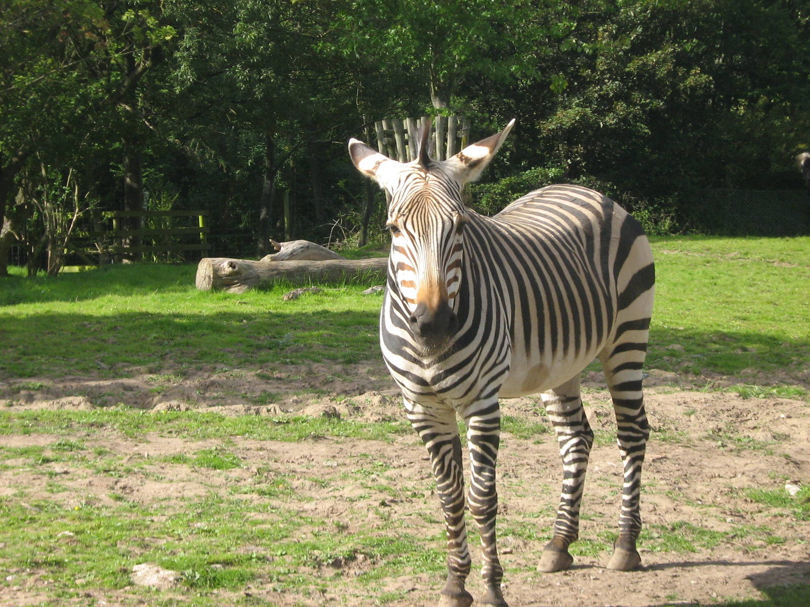 Hartmann's Mountain Zebra Female.