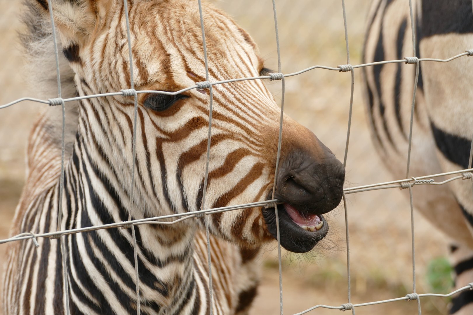 Hartmann's Mountain Zebra foal again, November 2021