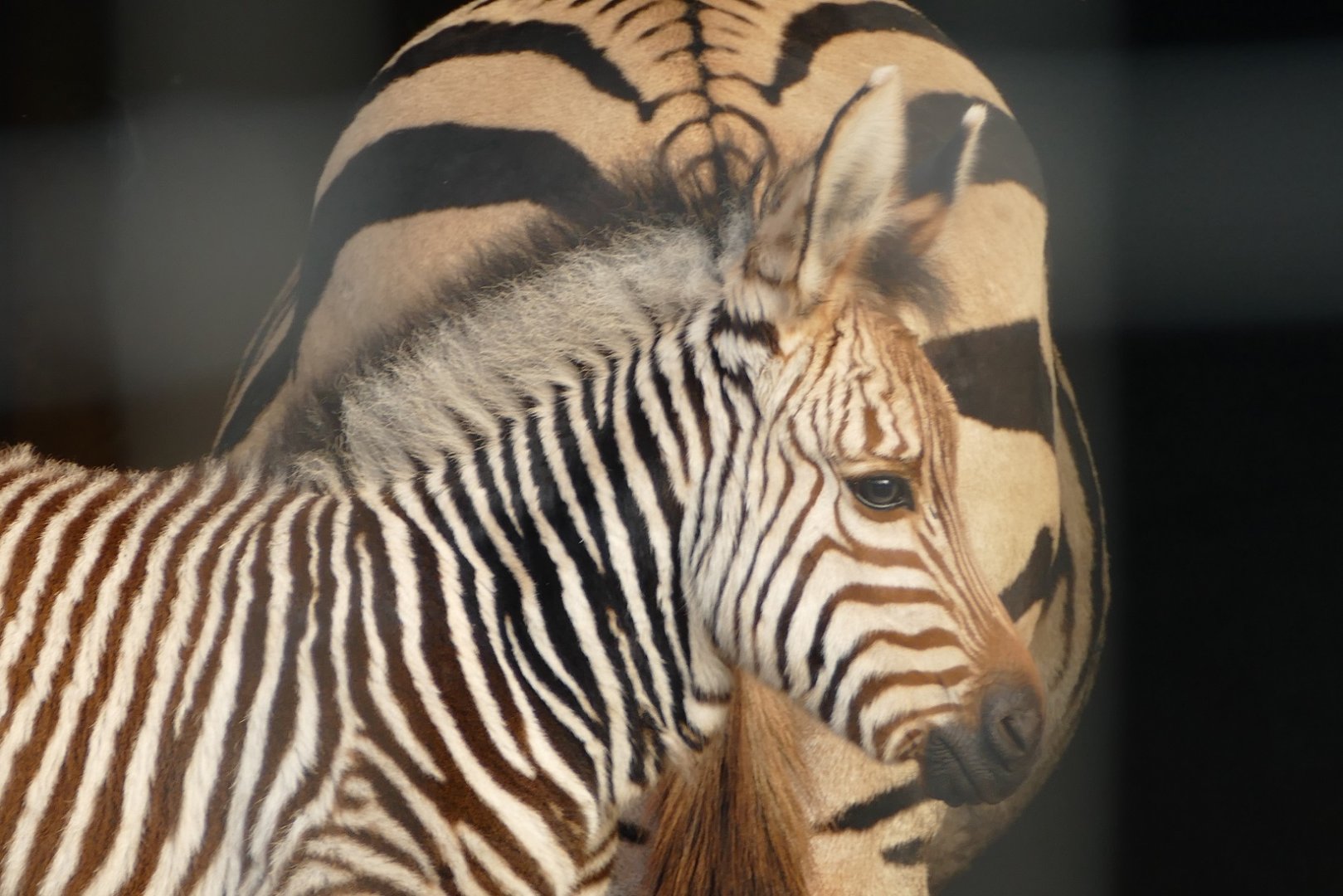 Hartmann's mountain zebra foal, December 2021